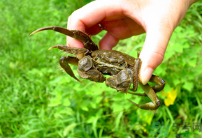 陽(yáng)澄湖大閘蟹怎么保存？陽(yáng)澄湖大閘蟹保存方法