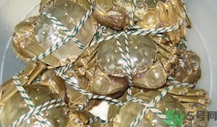 大閘蟹怎么保存才不死?大閘蟹怎么保存過(guò)夜? 大閘蟹怎么保存才不死?大閘蟹怎么保存過(guò)夜?