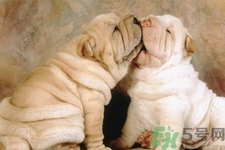 被狗咬出血怎么辦？被狗咬了沒出血怎么辦？