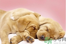 被狗咬出血怎么辦？被狗咬了沒出血怎么辦？