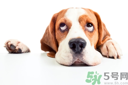 被狗咬出血怎么辦？被狗咬了沒出血怎么辦？