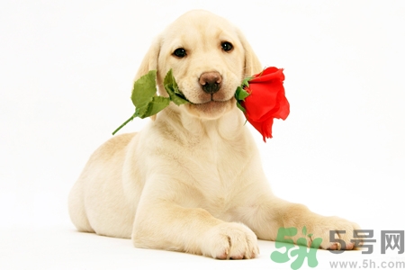 被狗咬出血怎么辦？被狗咬了沒出血怎么辦？