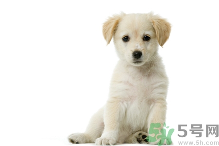 被狗咬出血怎么辦？被狗咬了沒出血怎么辦？