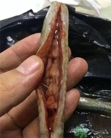 泥鰍怎么殺和洗?泥鰍怎么洗才干凈? 泥鰍怎么殺和洗?泥鰍怎么洗才干凈?