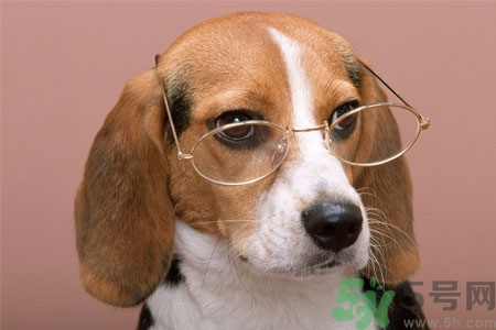 ?狗狗嘔吐怎么回事？狗狗拉稀嘔吐怎么辦？