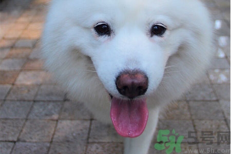 ?狗狗嘔吐怎么回事？狗狗拉稀嘔吐怎么辦？