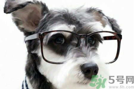 ?狗狗嘔吐怎么回事？狗狗拉稀嘔吐怎么辦？