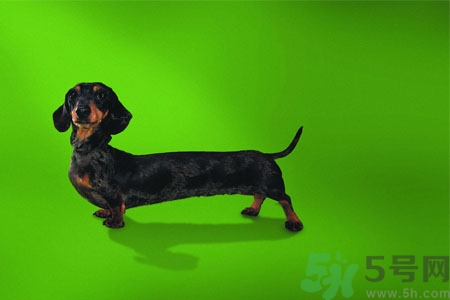 ?狗狗嘔吐怎么回事？狗狗拉稀嘔吐怎么辦？