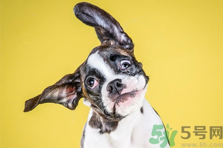 ?狗狗嘔吐怎么回事？狗狗拉稀嘔吐怎么辦？