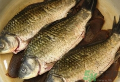 活鯽魚怎么保存不死?活鯽魚怎么保存過夜? 活鯽魚怎么保存不死?活鯽魚怎么保存過夜?