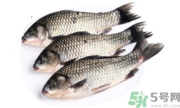 活鯽魚怎么保存不死?活鯽魚怎么保存過夜? 活鯽魚怎么保存不死?活鯽魚怎么保存過夜?