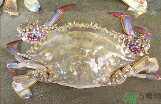 河蟹死了還能吃嗎？河蟹死了多久還能吃？