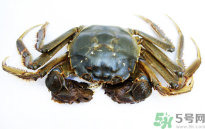 河蟹死了還能吃嗎？河蟹死了多久還能吃？