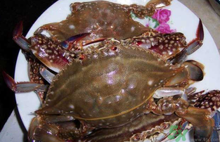 梭子蟹死了還能吃嗎？梭子蟹死了多久還能吃？