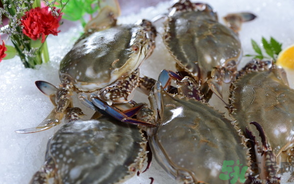 梭子蟹死了還能吃嗎？梭子蟹死了多久還能吃？