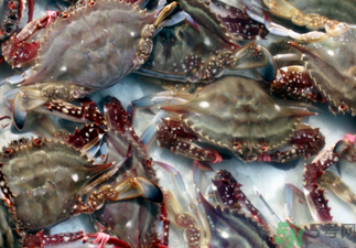 梭子蟹死了還能吃嗎？梭子蟹死了多久還能吃？