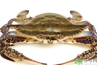 梭子蟹死了還能吃嗎？梭子蟹死了多久還能吃？