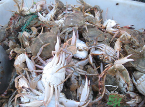 梭子蟹多少錢一斤？梭子蟹多少錢一只？