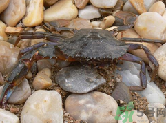 梭子蟹怎么保存？活的梭子蟹怎么保存？