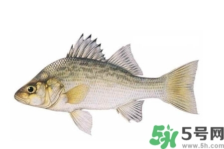 秋季適合吃什么魚？秋季吃魚的好處？