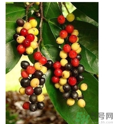 五月茶的功效 五月茶怎么吃？