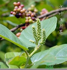 五月茶的功效 五月茶怎么吃？