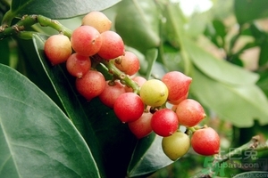 五月茶的功效 五月茶怎么吃？