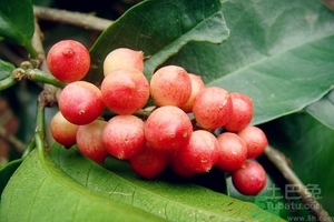 五月茶的功效 五月茶怎么吃？