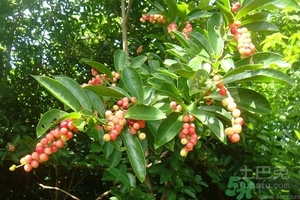 五月茶的功效 五月茶怎么吃？