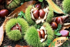 吃栗子會上火嗎？吃栗子會便秘嗎？