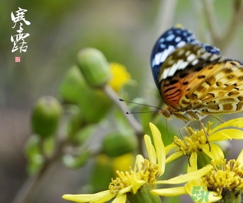 寒露穿什么衣服？寒露要注意什么？