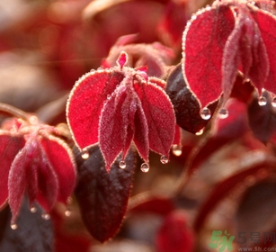 寒露出生的人好不好？寒露出生人怎么取名？