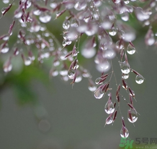 寒露出生的人好不好？寒露出生人怎么取名？