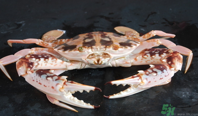 梭子蟹和花蟹的區(qū)別？梭子蟹和花蟹哪個好吃？