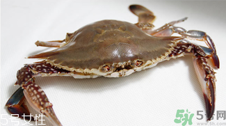 梭子蟹和飛蟹的區(qū)別？飛蟹是梭子蟹嗎？