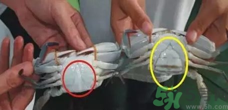 三門青蟹什么時(shí)候最肥?青蟹什么季節(jié)吃? 三門青蟹什么時(shí)候最肥?青蟹什么季節(jié)吃?