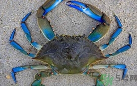 螃蟹變藍(lán)了還能吃嗎?螃蟹變藍(lán)了可以吃嗎? 螃蟹變藍(lán)了還能吃嗎?螃蟹變藍(lán)了可以吃嗎?