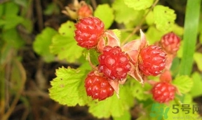 茅莓根的功效作用 茅莓的功效作用 茅莓根的功效作用 茅莓的功效作用