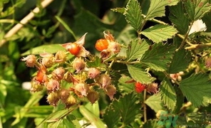 茅莓根的功效作用 茅莓的功效作用 茅莓根的功效作用 茅莓的功效作用