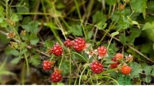 茅莓根的功效作用 茅莓的功效作用 茅莓根的功效作用 茅莓的功效作用