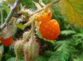 茅莓根的功效作用 茅莓的功效作用 茅莓根的功效作用 茅莓的功效作用