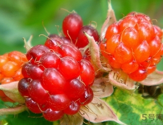 茅莓根的功效作用 茅莓的功效作用 茅莓根的功效作用 茅莓的功效作用