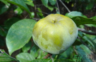 青柿子怎么吃？青柿子能吃嗎？