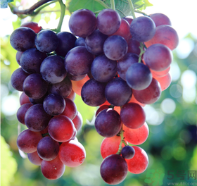 晚上吃葡萄會胖嗎？晚上吃葡萄會發(fā)胖嗎？