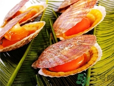 扇貝里面的黑色東西能吃嗎?扇貝哪些部位不能吃圖解 扇貝里面的黑色東西能吃嗎?扇貝哪些部位不能吃圖解