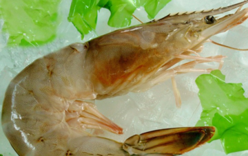 青蝦怎么做好吃？青蝦的做法大全