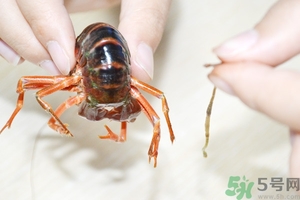 活蝦怎么處理干凈蝦線？活蝦怎么去蝦線？