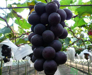 吃巨峰葡萄有什么好處？巨峰葡萄好吃嗎？