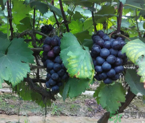 吃巨峰葡萄有什么好處？巨峰葡萄好吃嗎？