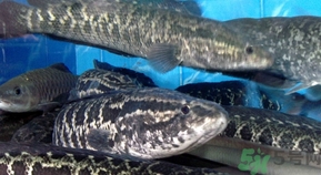 活黑魚(yú)怎么殺?黑魚(yú)怎么殺切片不會(huì)滑? 活黑魚(yú)怎么殺?黑魚(yú)怎么殺切片不會(huì)滑?